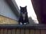 Huskat Lille My