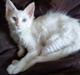 Maine Coon Max