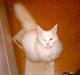 Maine Coon DK Coonation's Ittu