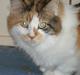 Maine Coon Daria of Daimonds-dreams