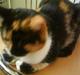 Huskat Kitte R.I.P