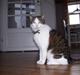 Huskat Totte