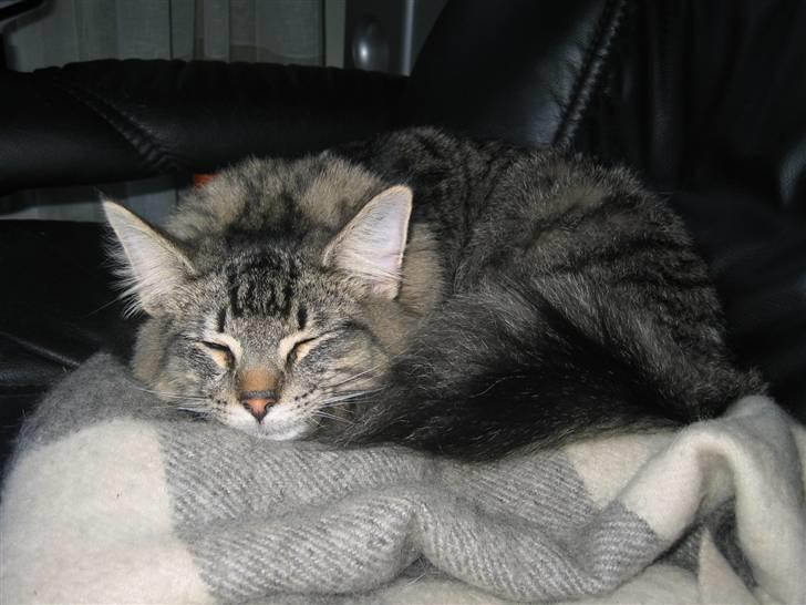 Norsk Skovkat La. Foret´s Tian RIP billede 1