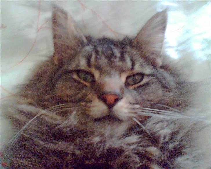 Norsk Skovkat La. Foret´s Tian RIP - Tian der hvad ved at sove billede 4