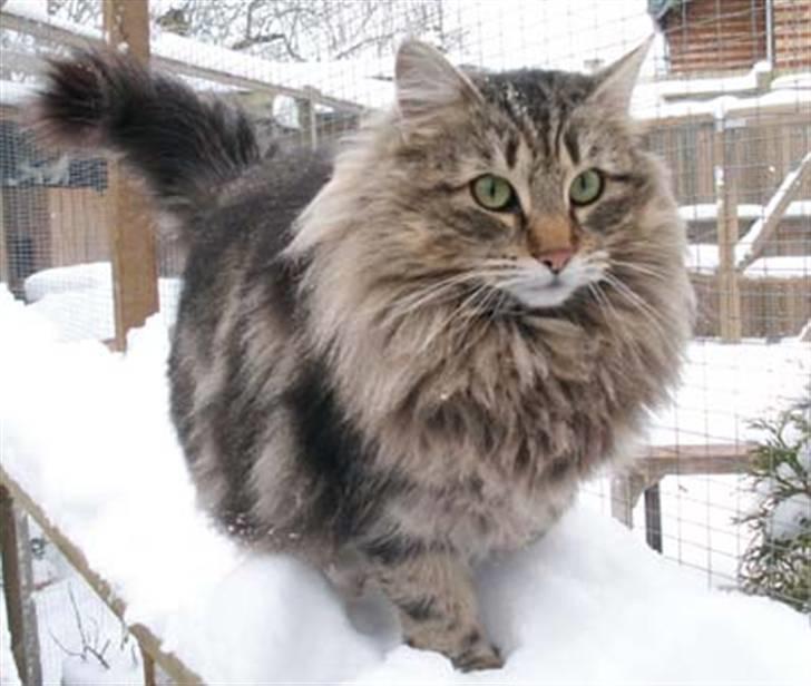 Norsk Skovkat La. Foret´s Tian RIP - og hans mor Cindy billede 6