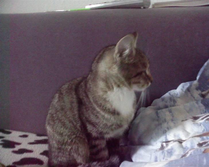 Huskat stwart *hjemme igen :D<3 billede 4