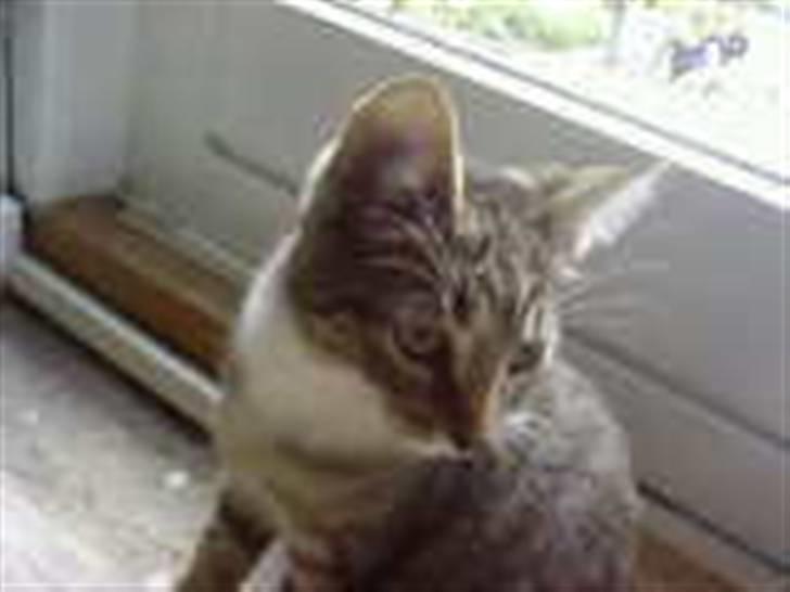 Huskat stwart *hjemme igen :D<3 billede 5