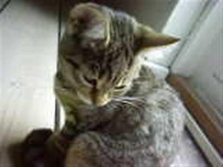 Huskat molly(væk) billede 4