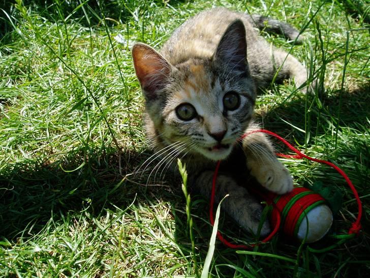 Huskat Nanna billede 1