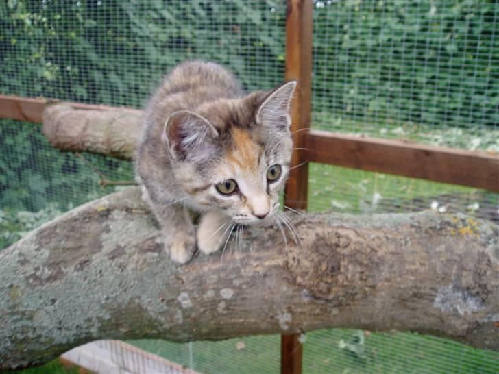 Huskat Nanna billede 2