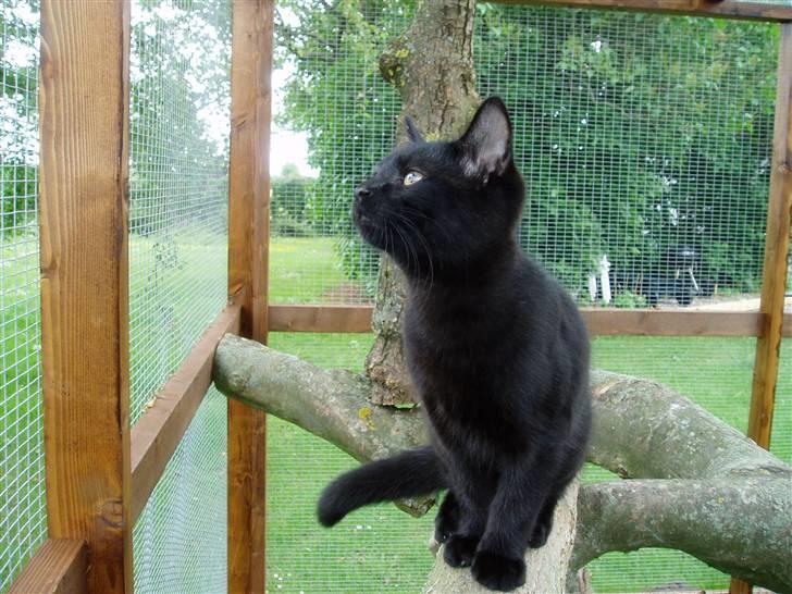 Huskat Preben billede 1