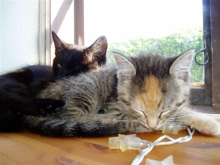 Huskat Nanna billede 3