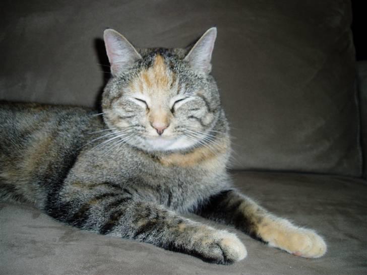 Huskat Nanna billede 4