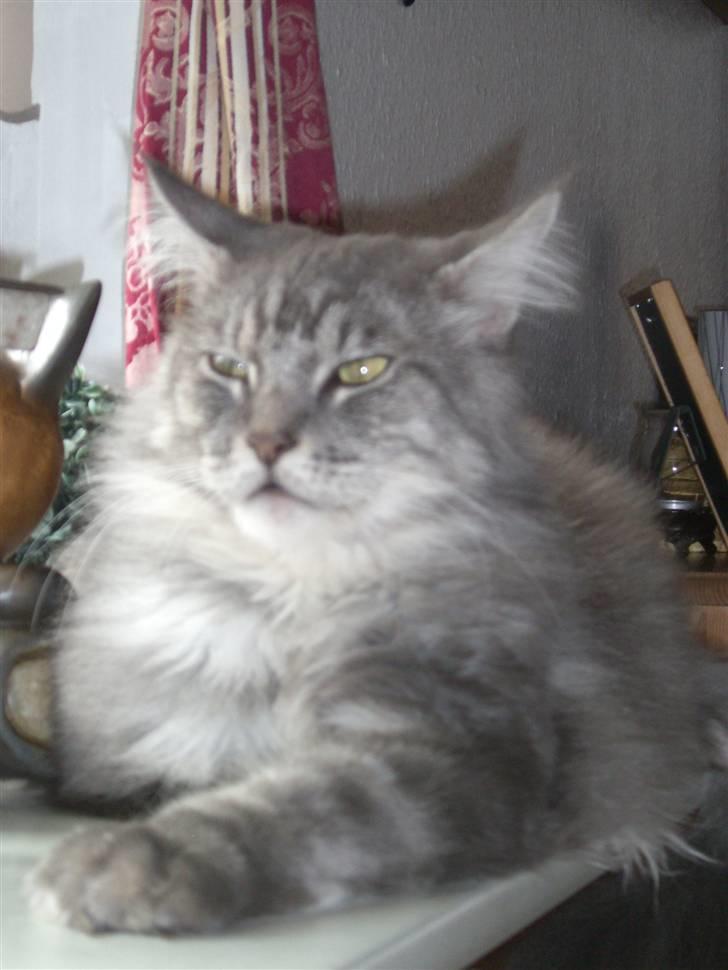Maine Coon Chrisdahl´s Alf billede 16