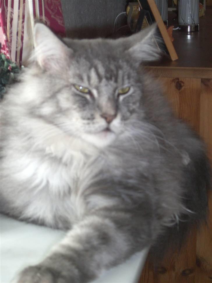 Maine Coon Chrisdahl´s Alf billede 17