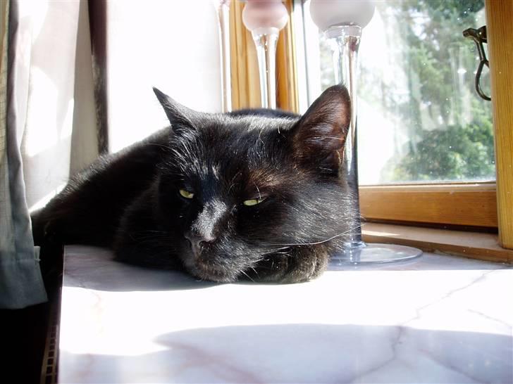 Huskat Preben - Dejligt med en lille lur billede 2