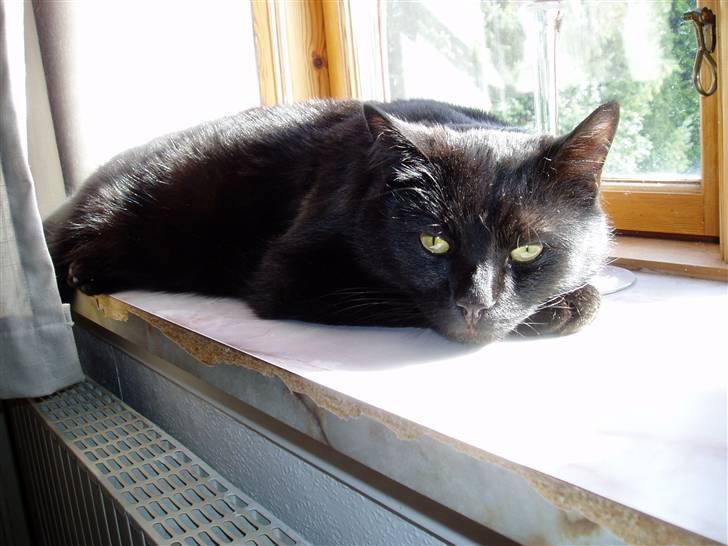 Huskat Preben billede 3