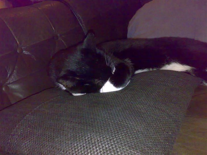 Huskat Toby billede 5