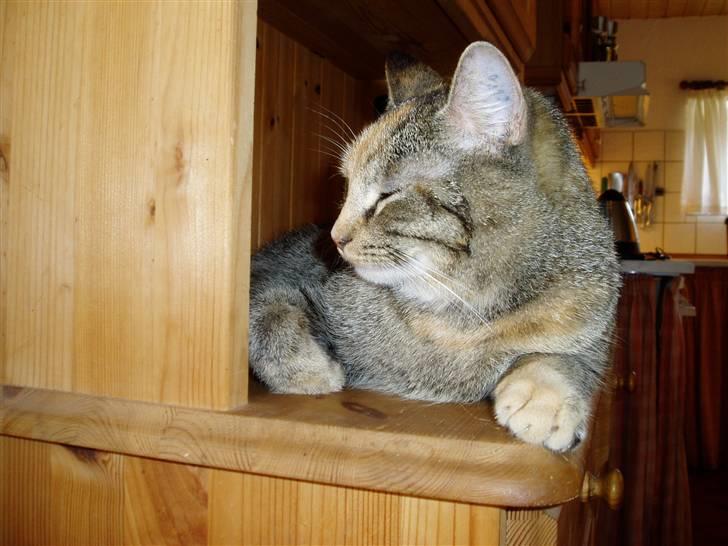 Huskat Nanna - Jeg kan da lige ligge her lidt, det er jo meget hyggeligt... billede 5