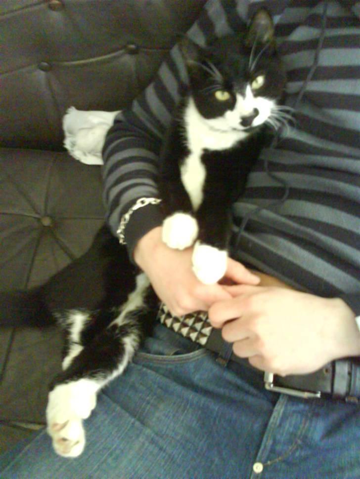 Huskat Toby billede 6