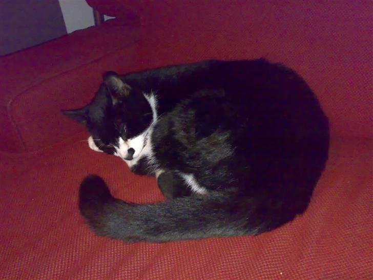 Huskat Toby billede 7