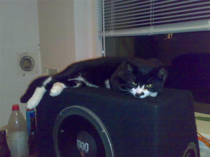 Huskat Toby billede 8