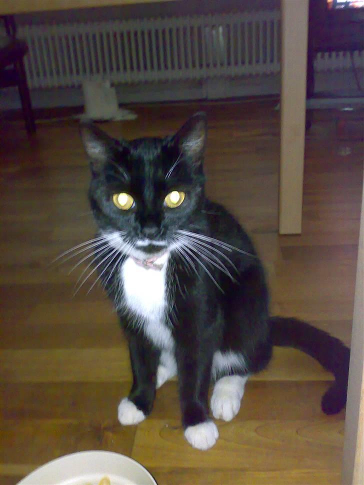 Huskat Lille My billede 5