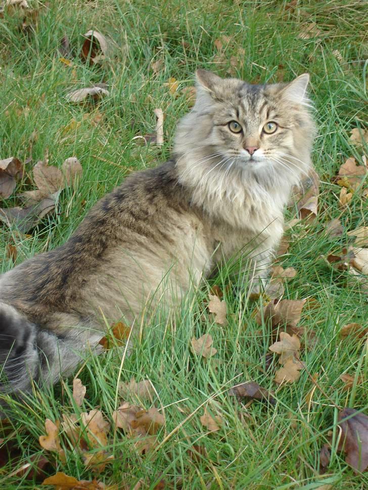 Norsk Skovkat DK Shaggy Tail's Limbo - Her kan man rigtig se hans "løve-manke" - Ca. 7 mdr. gammel billede 1