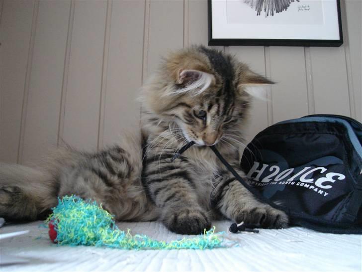 Norsk Skovkat DK Shaggy Tail's Limbo - Elsker at lege! billede 2