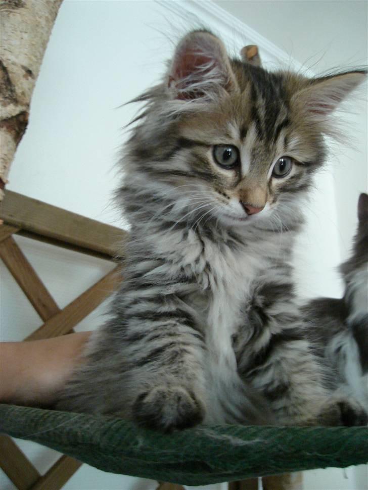 Norsk Skovkat DK Shaggy Tail's Limbo - Sådan så Limbo ud da jeg mødte ham for første gang. Dog ikke helt gammel nok til at komme med mig hjem. Mener han er ca. 9-10 uger på billedet. billede 3