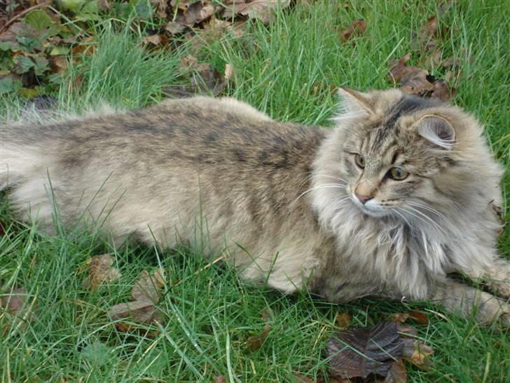 Norsk Skovkat DK Shaggy Tail's Limbo - Ca. 7 mdr gammel billede 4