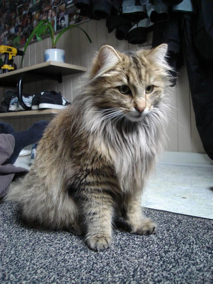 Norsk Skovkat DK Shaggy Tail's Limbo - Billedet her er fra marts 2008. Dvs. ca 11 mdr. billede 5