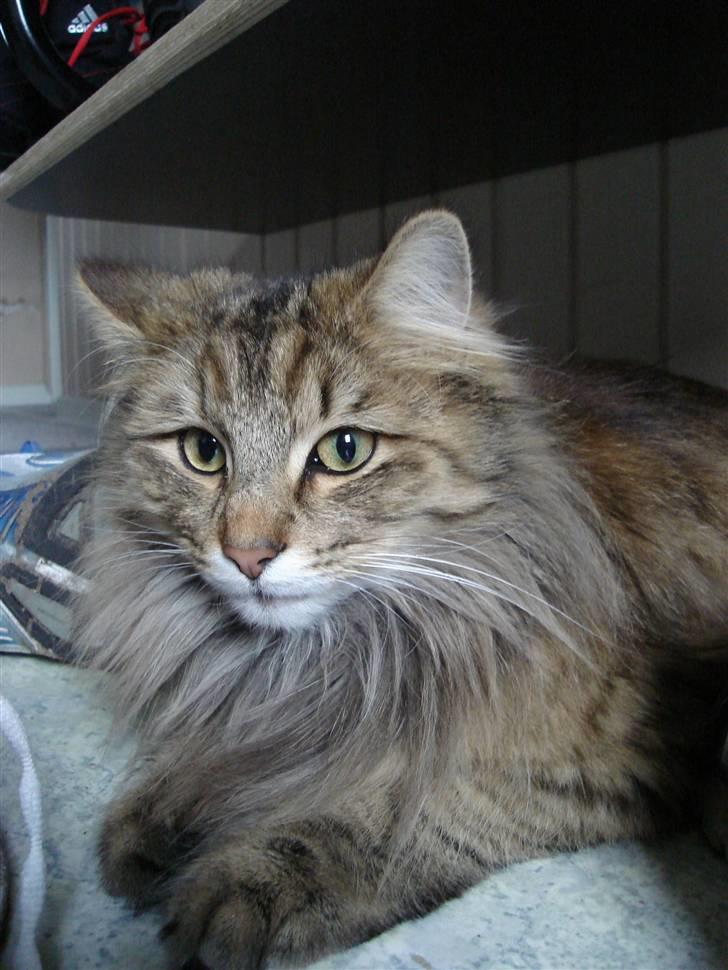 Norsk Skovkat DK Shaggy Tail's Limbo - Ca. 11 mdr. billede 6