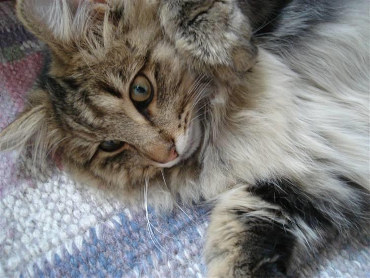 Norsk Skovkat DK Shaggy Tail's Limbo - ca. 8 mdr. billede 7