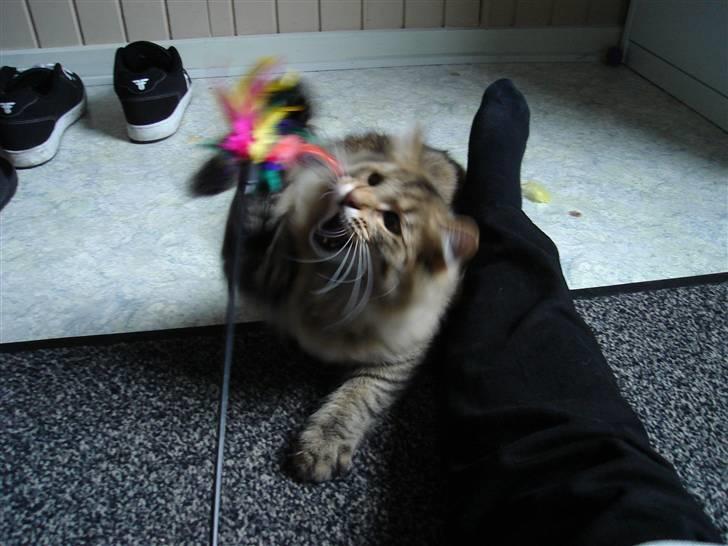 Norsk Skovkat DK Shaggy Tail's Limbo - Ca. 6 mdr. :-D billede 8