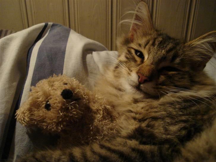 Norsk Skovkat DK Shaggy Tail's Limbo - Zzzz.... Er der noget som at putte inde i sengen, sammen med bamsen. Her er han ca. 5mdr. billede 9