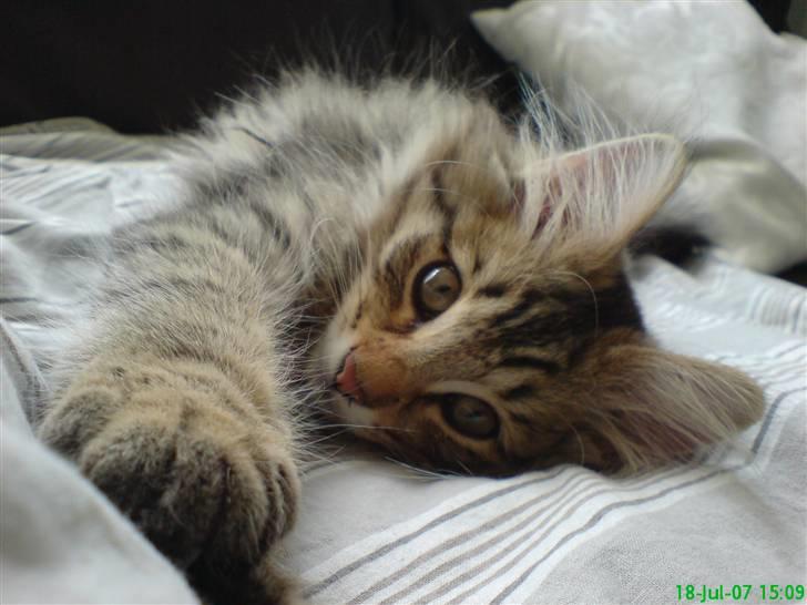 Norsk Skovkat DK Shaggy Tail's Limbo - 3 mdr. billede 10