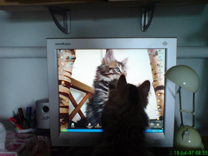Norsk Skovkat DK Shaggy Tail's Limbo - Limbo undrer sig over katten på skærmen... hehe... 3 mdr. billede 11