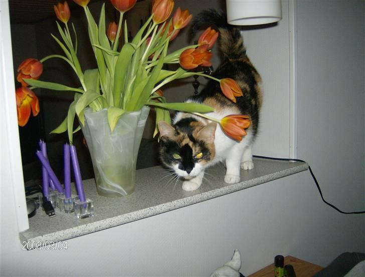 Huskat Snuffie - "hva nu det??" (marts 08) billede 17