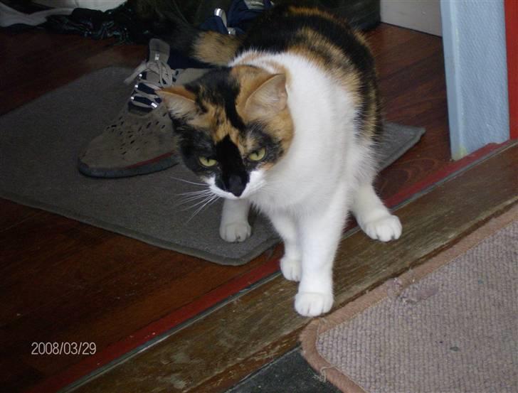 Huskat Snuffie - "Uuhh jeg tør næsten ikke komme ud når ham Max står lige der" billede 18