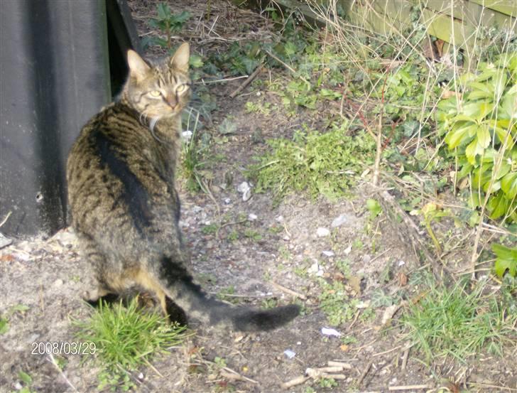 Huskat Max - "Hvad laver du nu, mor!?!" (marts 08) billede 20