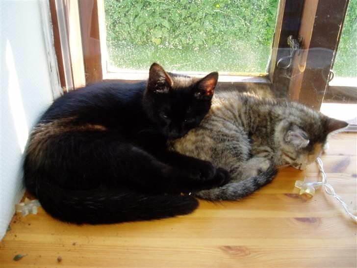 Huskat Preben billede 4