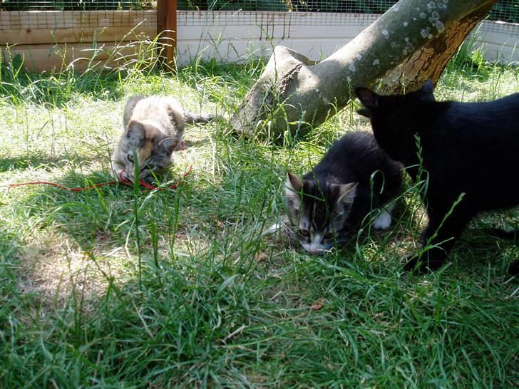 Huskat Preben - Preben ,Nanna og Emma leger billede 5