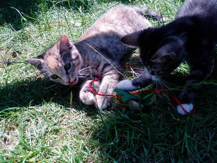 Huskat Nanna - Nanna og Emma leger billede 6