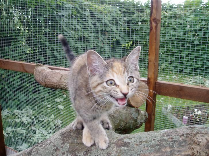 Huskat Nanna - miiiiijaaav billede 7