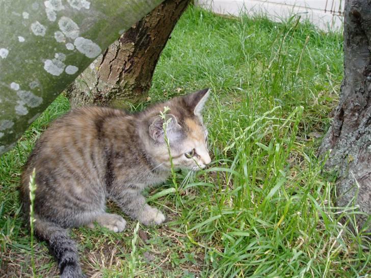 Huskat Nanna billede 8