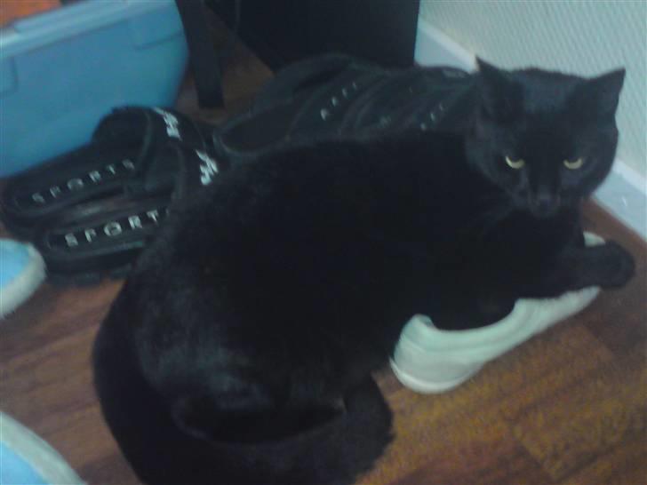 Huskat Bounty - mors nieces sko dufter dejligt. billede 1