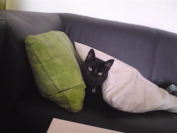 Huskat Bounty - dejligt at putte imellem to puder. billede 2