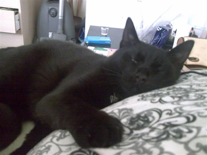 Huskat Bounty - mors pude er så dejlig blød. billede 3