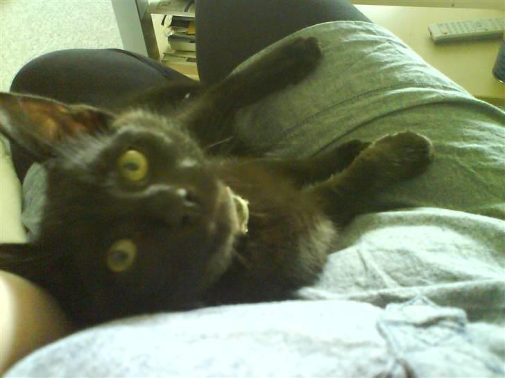 Huskat Bounty - er det mig du tager et billed af?? billede 4